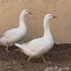 وز بلدي