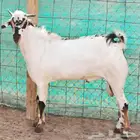 تيس بيشي مشروع فحل مشروط تم البيع