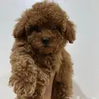 ميني توي بودل