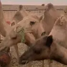 للبيع حشو 4
