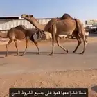 عشرا شعلا عدال كفو معها قعود