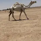للبيع الضروبه