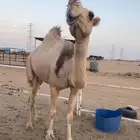 ام ثاني ظروبه طيبه لوان وعوان مشروطه من العذاريب