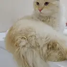 قطوه ذكر معقم حصلناه ضايع