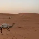 ناقه