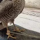 باز للبيع 1000