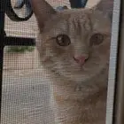 قط برتقالي للتبني