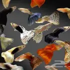 سمك زينه للبيع