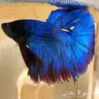 سمك فايتر فل مون ذكور