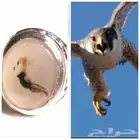 خاتم عقيق يماني
