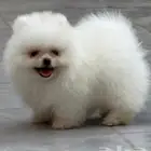 ميني بومرينيان