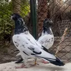 حمام باكستاني تيدي سخي