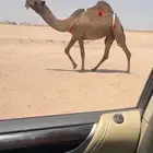 للبيع