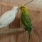بادجي