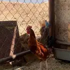 ديك للبيع وأرنب للبيع العدد 1 ديك العدد 1