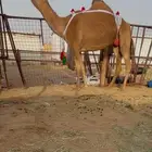 بكستانبه كفو حمرا خفوت