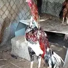 دجاج بكستاني