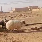 شاة حايل