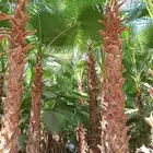 نخل واشنطونيا زينه داخل الرياض وخارجها