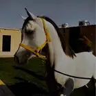 حصان