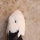 لتبني انثي حمام سوداني فيها ابو رقبه