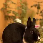 ارانب