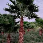 نخل واشنطني