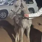مهره شعبيه للبيع