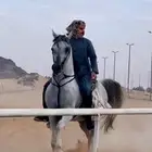 حصان فحل مربط