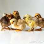 صوص فروخ دجاج