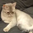 سكوتش ستريت للبيع