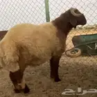 خروف جذع فاخر. مقفل