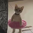 ابي قطة صغيرة تبني