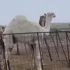 قعود علياني فردي كفو