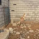 سواكني حمري