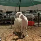 فحل عيسي
