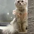 انثى  معها لتربكس عمرها 8اشهر