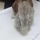 ارنب للبيع