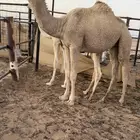 شقحا رمانيه مفرده