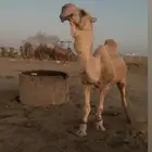 بعير علي فاهيان الفصام