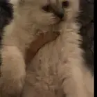 قط كتن شيرازي