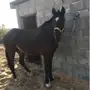 فرس للبيع