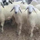 اقساط تابي وتمارا خرفان حري ورخال فل الفل على شعير وبرسيم