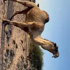 جمل فحل للبيع