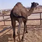 حاشي لباني وزن الربع 30 كيلو التفاصيل بالصور