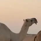 ناقه للبيع سديس