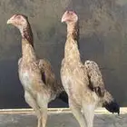 شامو ياباني