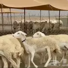غنم حريات رخال حرش صنف