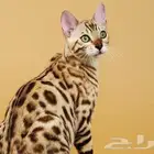 قطط بنغال للبيع مستويات قوية للبيع جاهزين للاستلام