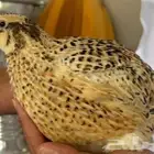 صوص سمان ايطالي